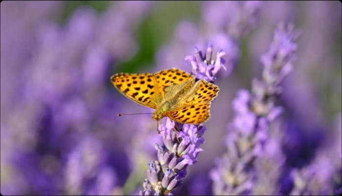 Image for Color combinations with lavender