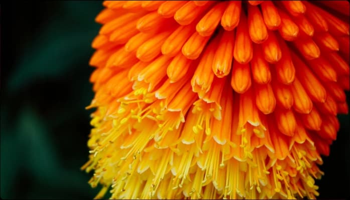 Image for Orange Color Combinations