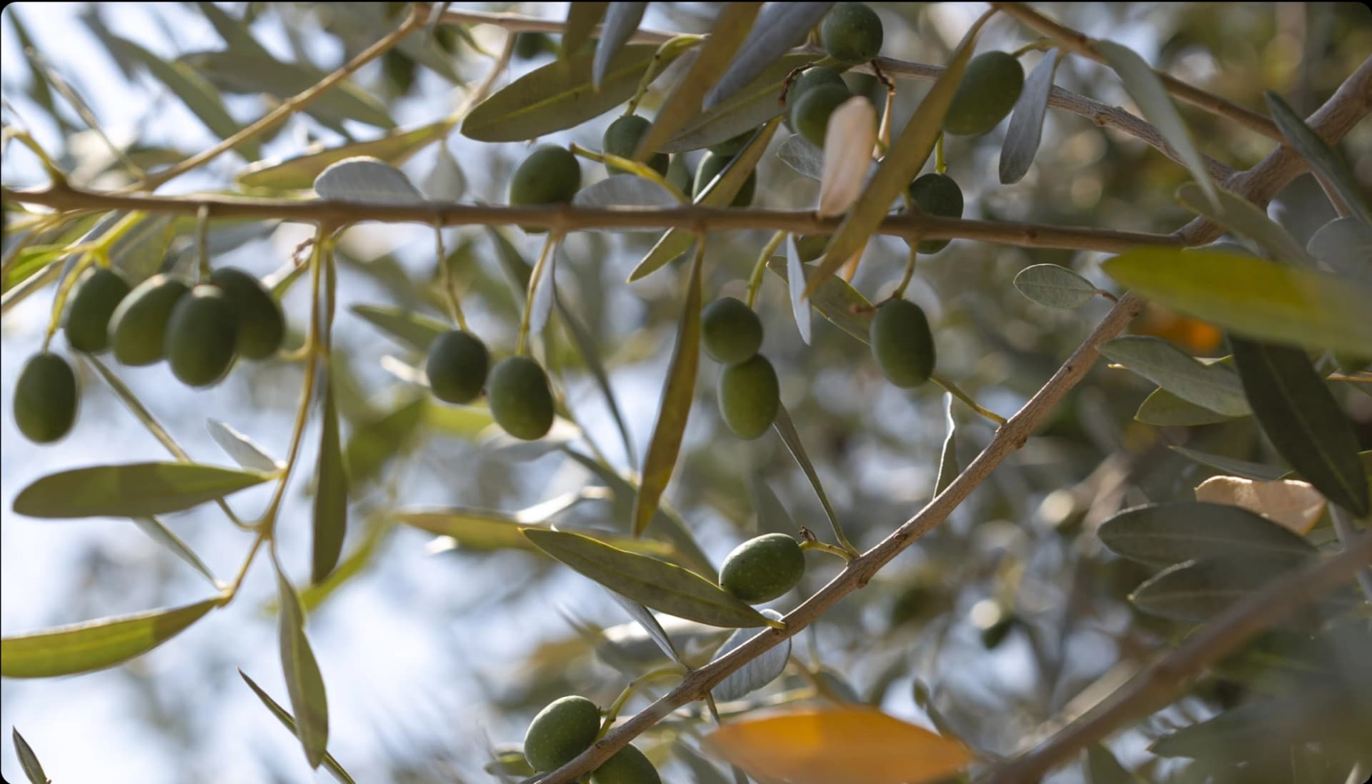 Image for Fun Facts About Olive Color