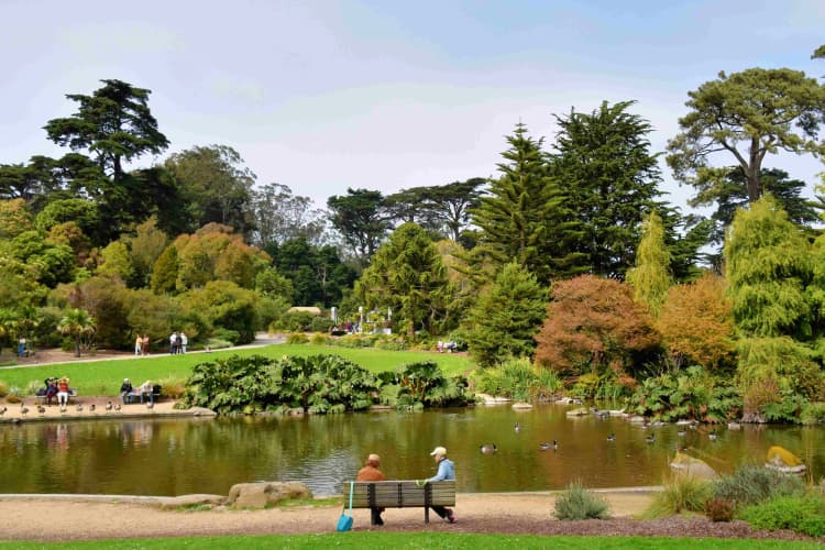 Tranquil Park Pond Scene