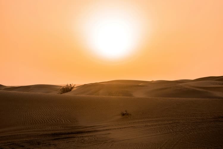 Golden Desert Sunset