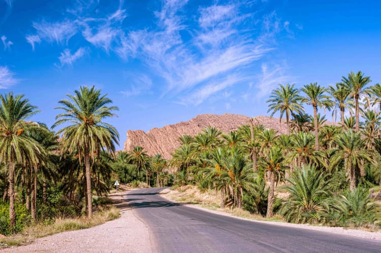 Oasis Road through Palms