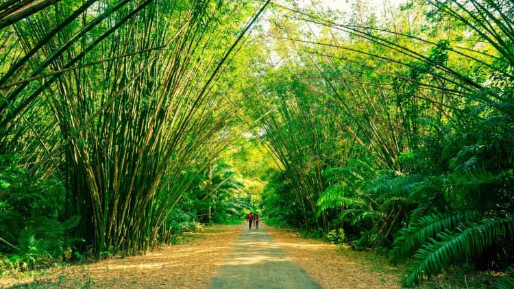 Lush Bamboo Forest Path