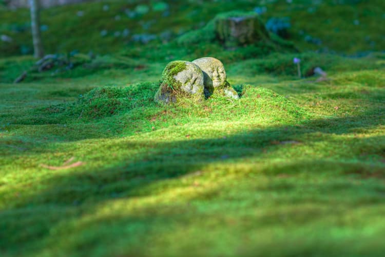 Mossy Stone in Forest