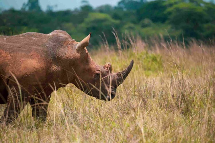 Rhino in African Savanna