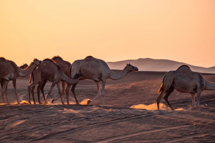 Camel Caravan at Sunset