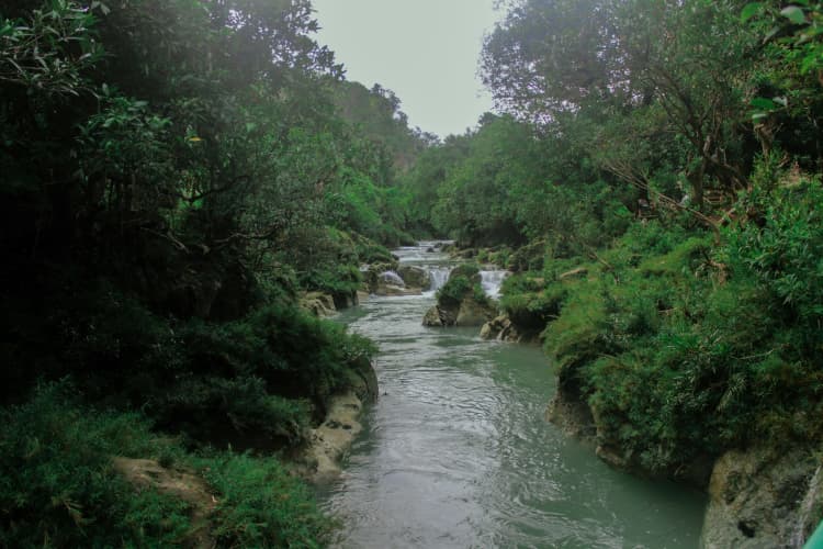 Lush Jungle River Scene