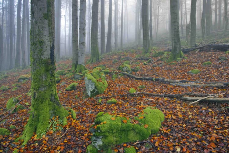 Misty Mossy Forest Floor