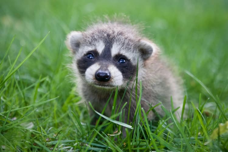 Baby Raccoon in Grass