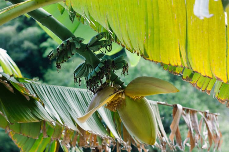 Banana tree fruit cluster