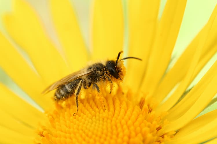 Bee on Sunflower Closeup