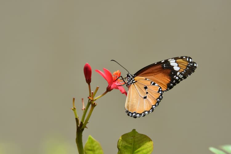 Butterfly on Red Flower