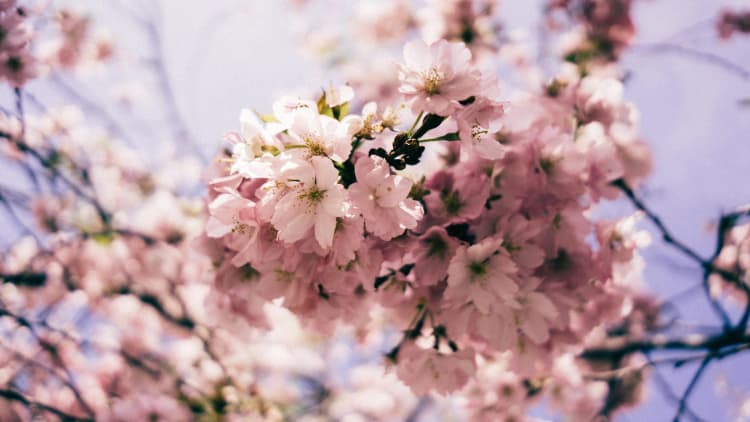 Cherry Blossoms in Spring