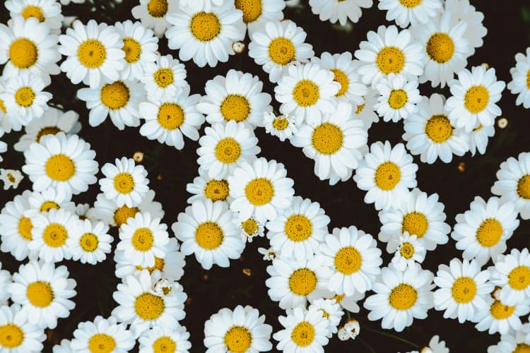 Daisy Field in Bloom