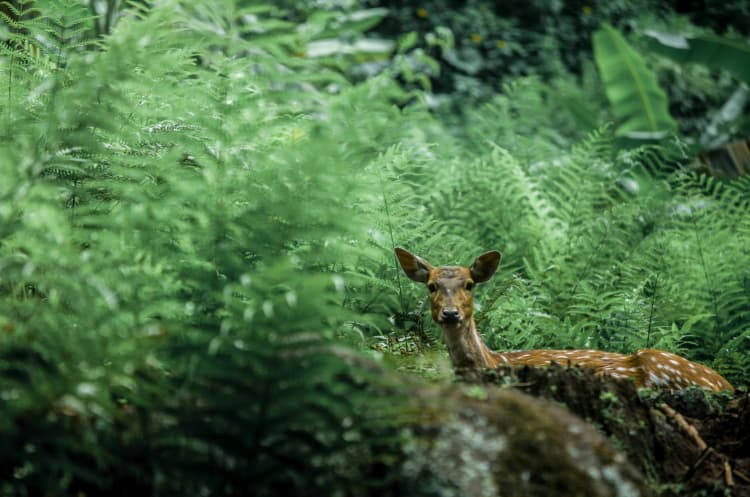 Deer in Lush Ferns