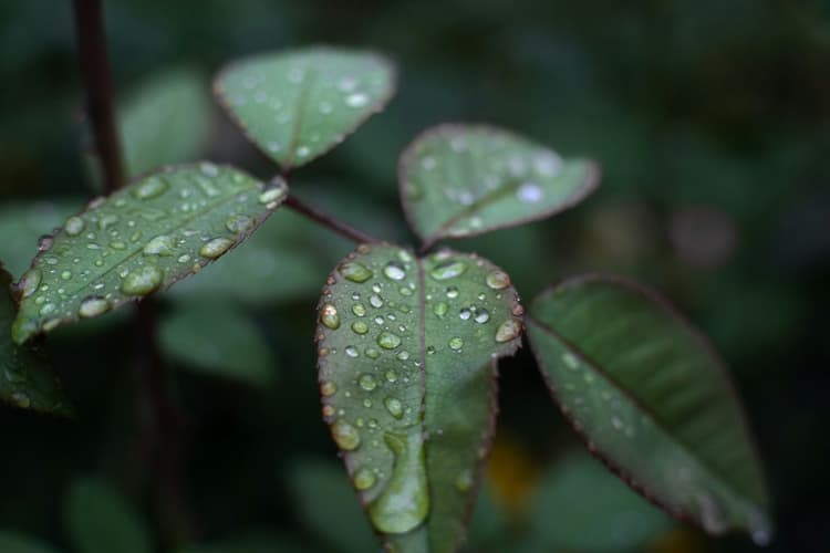 Dewy Green Leaves Closeup