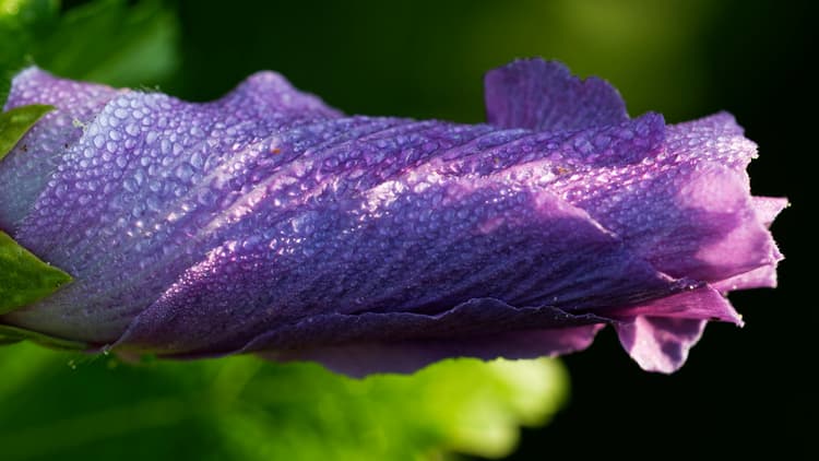 Dewy Purple Flower Petal