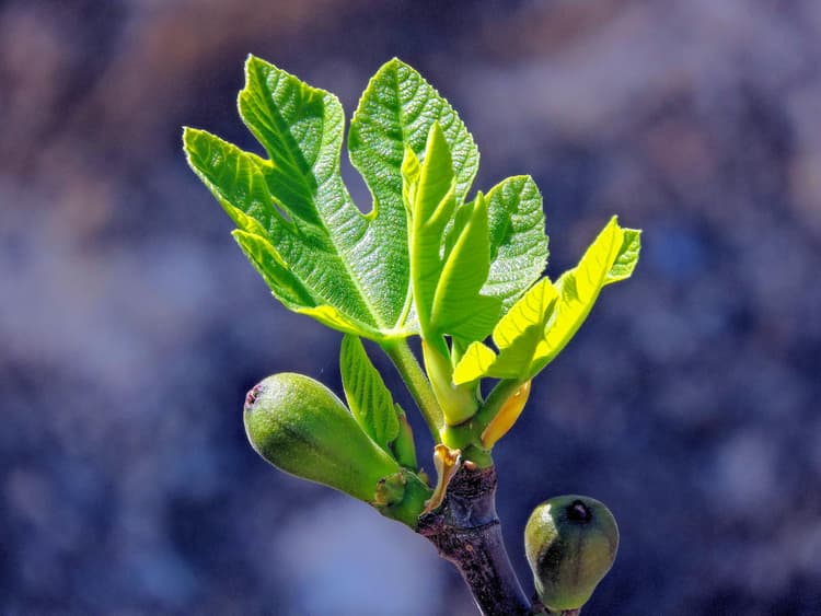 Fresh Fig Leaf Budding