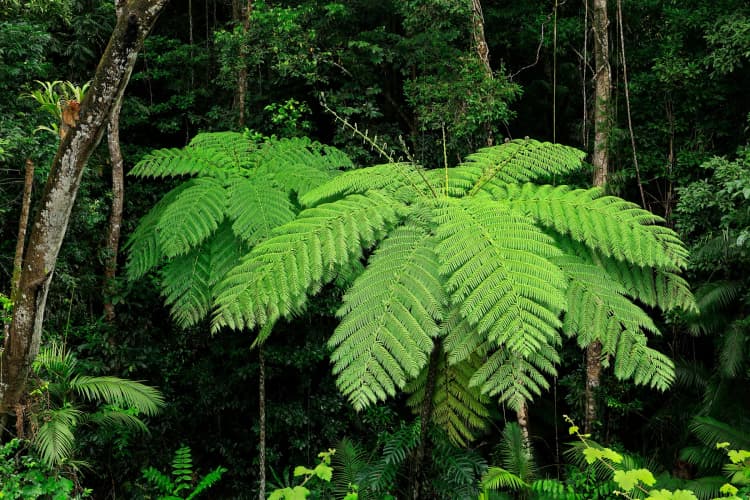 Lush Tropical Fern Forest