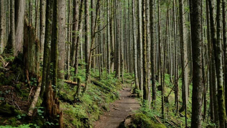 Mossy Forest Trail Path