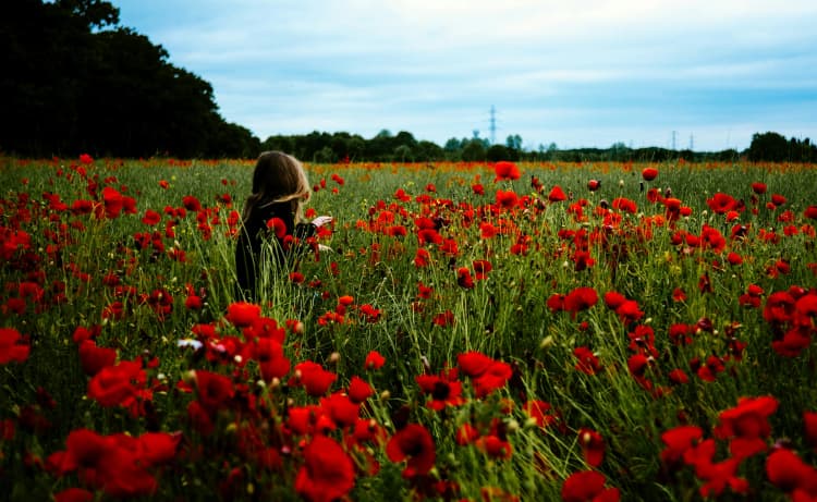 Poppies Field with Figure