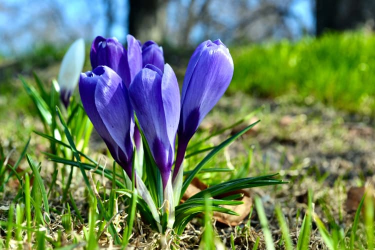 Purple Crocuses in Spring