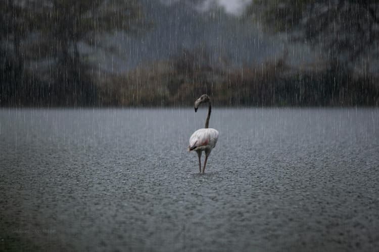 Solitary Flamingo in Rain