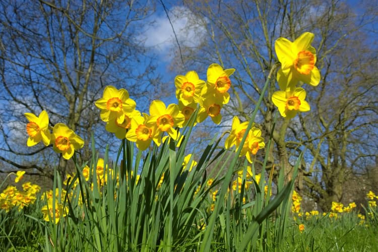 Spring Daffodils in Bloom