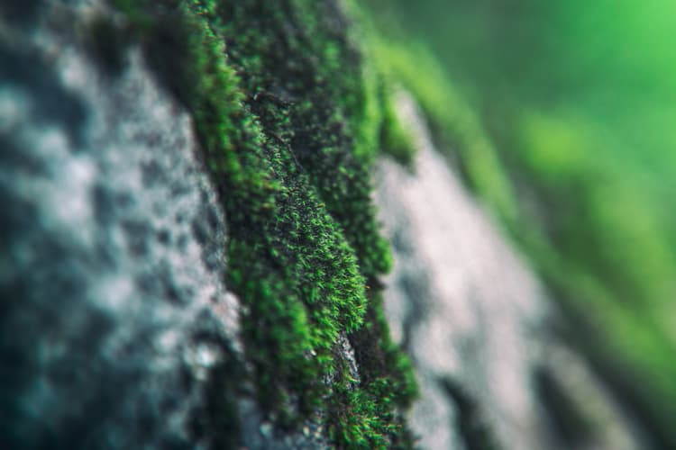 Vibrant moss on rock