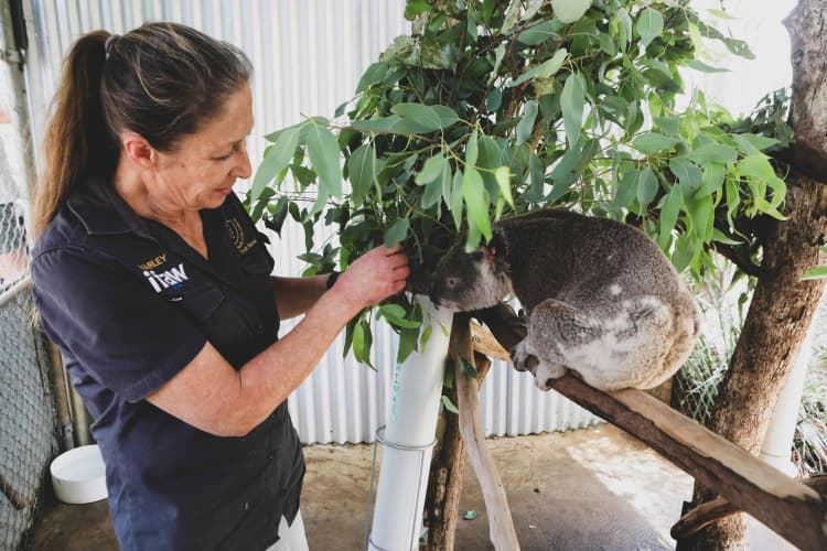 Koala Care in Australia