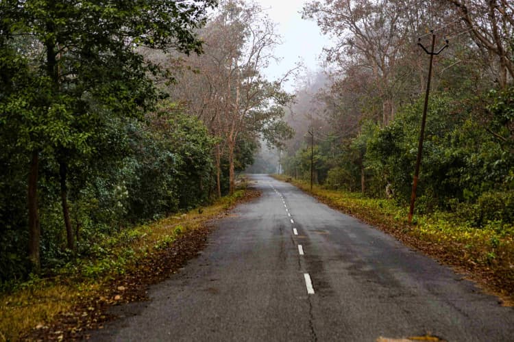 Misty Forest Road Journey