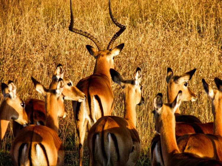 Antelope Herd in Savanna