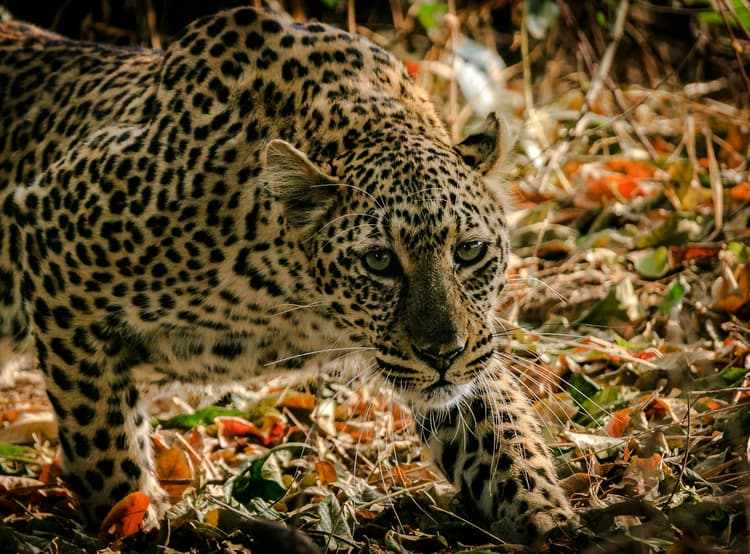 Leopard in Autumn Foliage