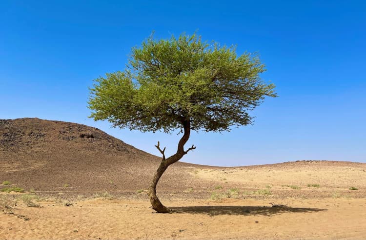 Lone Desert Tree Oasis