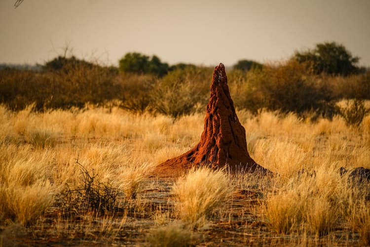 Termite Mound in Savanna