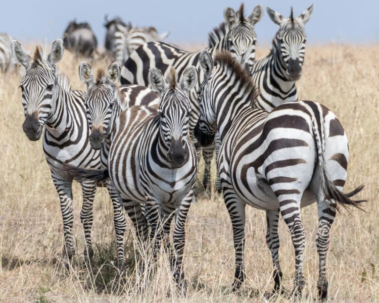 Zebra Herd in Savanna