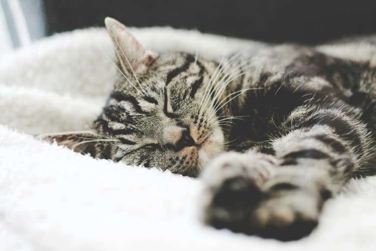 Sleepy Tabby Cat Resting