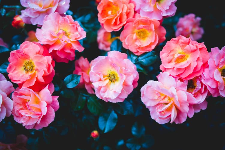 Vibrant Pink Rose Blooms