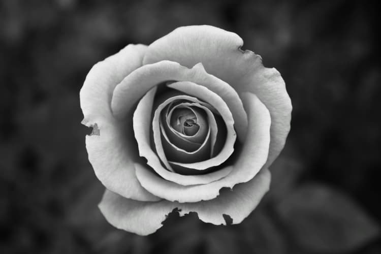 Monochrome Rose in Bloom