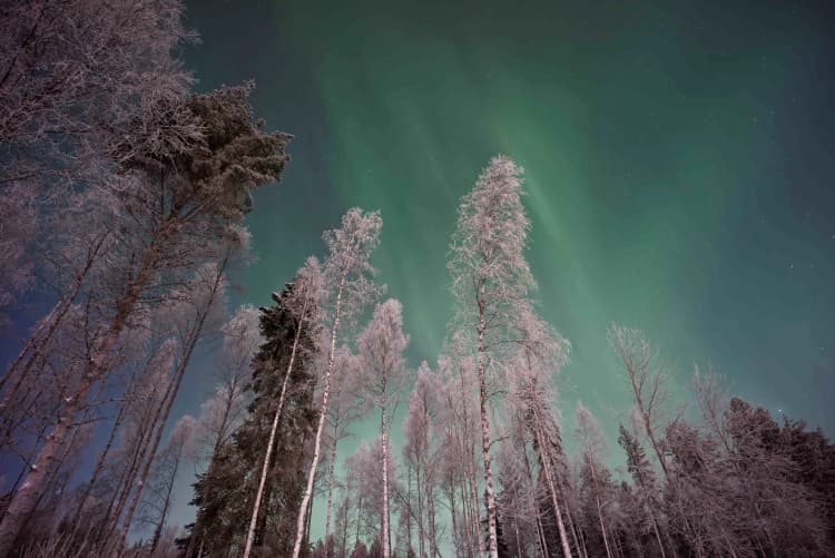 Aurora over Snowy Forest