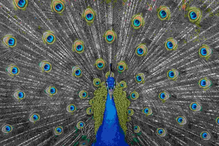 Vibrant Peacock Display