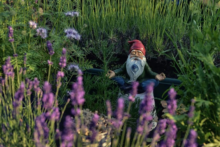 Zen Gnome in Garden