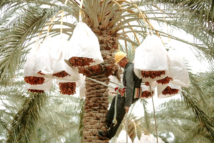 Date Palm Harvest Scene