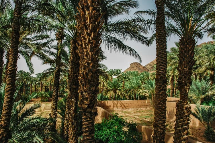 Palm Oasis in Desert