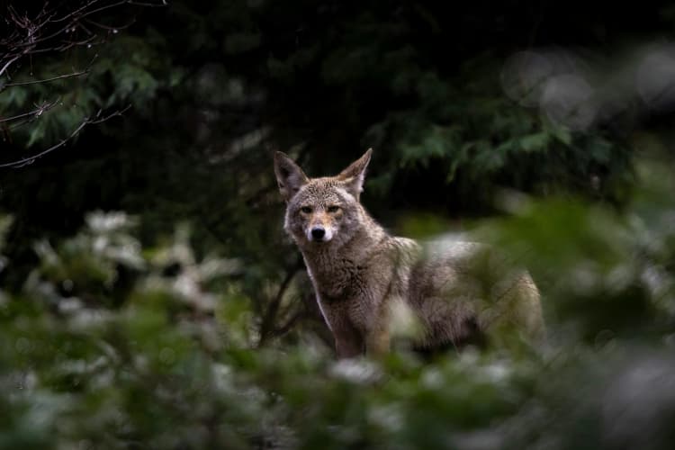 Alert Coyote in Forest