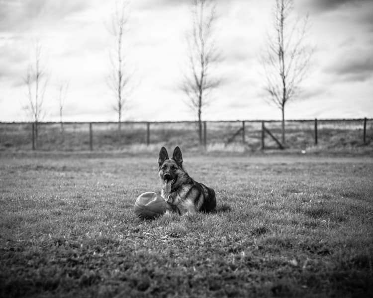 German Shepherd with Ball