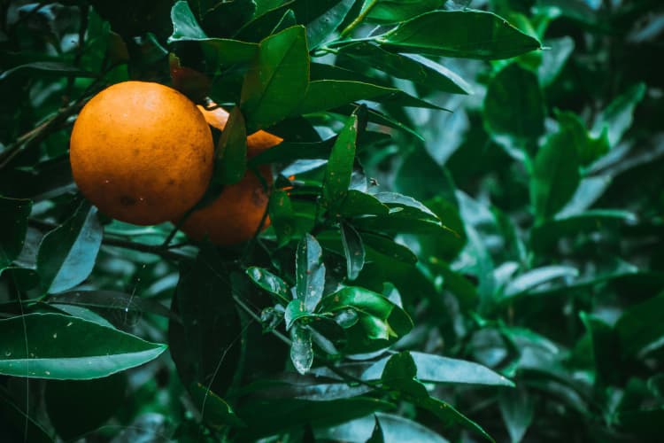 Ripe Orange on Tree