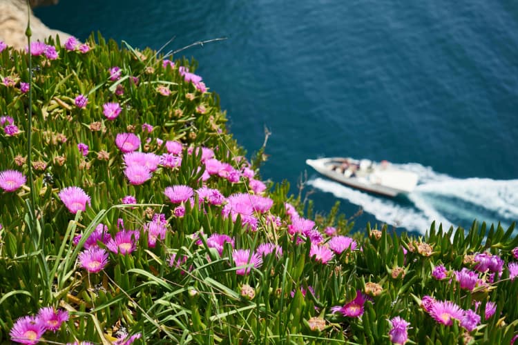 Coastal Flowers and Boat