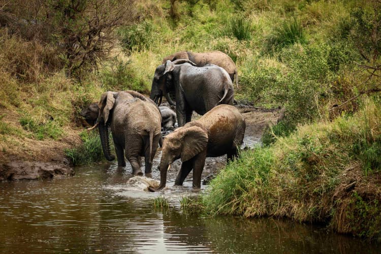 Elephants at Water's Edge