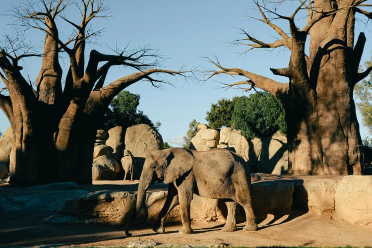 Elephants in Baobab Grove